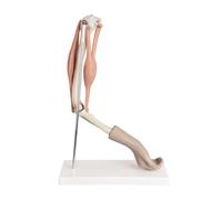 Modèle Mobile de Bras, for l'éducation médicale, la Formation orthopédique, modèle d'anatomie Fonctionnelle du coude Humain avec des os et des Muscles réalistes