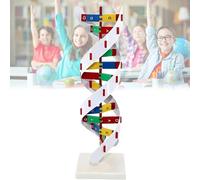 Modèle moléculaire ADN à double spirale, construction en PVC avec base rotative, idéal pour l'enseignement des sciences de l'éducation dans les écoles