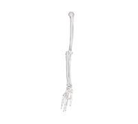 Modèle multifonctionnel en PVC pour bras gauche ou droit - Modèle d'os pour le transport et le stockage - Modèle d'os du membre supérieur - Épaule - Clavicule Anatomie Squelette - Enseignement médical