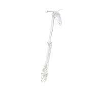 Modèle multifonctionnel en PVC pour bras gauche ou droit - Modèle d'os pour le transport et le stockage - Modèle d'os du membre supérieur - Épaule - Clavicule Anatomie Squelette - Enseignement médical