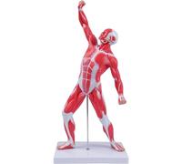 Modèle Musculaire d'anatomie Humaine de 50 cm, modèle de système Musculaire Miniature de 20 Pouces, affichant l'anatomie et la Structure des Muscles du modèle médical Superficiel