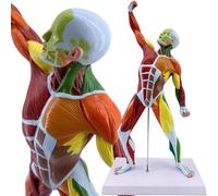 Modèle Musculaire d'anatomie Humaine Modèle d'anatomie de l'homme Musculaire de 50 cm Muscle Muscle Modèle Miniature colorée des Muscles Modèle d'anatomie du Corps Humain pour