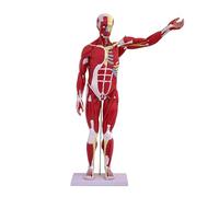Modèle musculaire d'anatomie humaine, modèle de muscle et d'organe humain en 27 parties, taille 1/2, 33 pouces, avec organe amovible, modèle anatomique du muscle cricopharyngé pour l'étude et l'ense