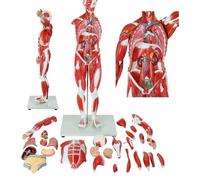 Modèle Musculaire D'anatomie Humaine Modèle D'organe Musculaire Humain Figure Musculaire En 27 Parties Avec Organes Amovibles Et Anatomie Musculaire For La Pratique De L'enseignement
