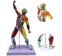 Modèle musculaire de sport humain de 50 cm, anatomie peu profonde des muscles du corps entier, utilisé pour la recherche médicale et la sculpture de peinture
