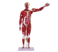 Modèle Musculaire du Corps Humain Amovible en 27 Parties, Demi-Taille réelle, 238 Marques numériques, modèle d'anatomie Musculaire for Les étudiants en Formation médicale, modèle d'affichage