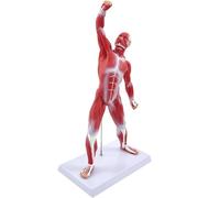 Modèle musculaire humain - Figurine miniature d'anatomie du système musculaire pour étude de physiologie médicale et outil d'enseignement 50,8 cm