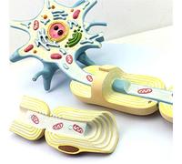 Modèle neuronal - Modèle d'anatomie de la structure des fibres nerveuses pour l'étude de la neurologie et l'éducation médicale