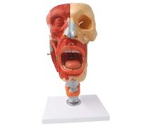 Modèle neurovasculaire modèle d'anatomie de la cavité nasale et gorge détachable 10 pièces adapté au bureau des cours sciences