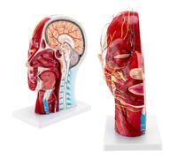 Modèle neurovasculaire Superficiel de Demi-tête Humaine avec Musculature Modèle de tête Anatomique for l'enseignement de l'anatomie en biologie médicale
