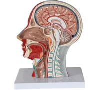 Modèle neurovasculaire superficiel de tête humaine, modèle de nerf musculaire superficiel de cou de tête de plan sagittal, aides pédagogiques d'anatomie musculo-squelettique