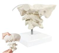 Modèle occipital grandeur nature, modèle de colonne cervicale humaine, modèle occipital fonctionnel et mobile, modèle pédagogique for la formation médicale