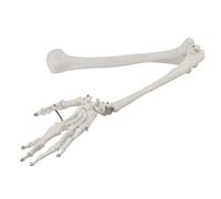 Modèle osseux de bras humain professionnel Modèle osseux du membre supérieur pour démonstration pédagogique Structure anatomique du bras Humérus Radius Cubitus Os de la main Coude