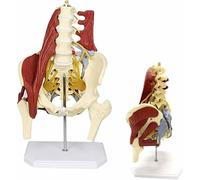 Modèle osseux de la Colonne Lombaire Humaine Modèle de Bassin féminin Démonstration de la réparation des Muscles du Plancher pelvien Maternel Hernie discale pelvienne Modèle Anatomique