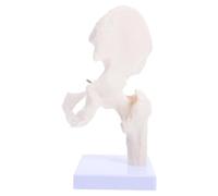 Modèle Osseux Humain en PVC Blanc, Articulation Mobile, Démonstration | Composants Détachables, Représentation Détaillée, Usage en Laboratoire, pour Enseignants et Cours D’anatomie