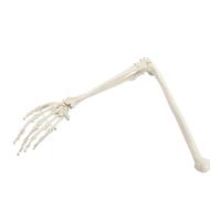 Modèle osseux humain naturel d'os Bras adulte du membre supérieur et radius 1:1 Os de la main