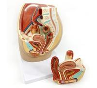 Modèle osseux, modèle anatomique, modèle humain, anatomie sagittale, modèle masculin et féminin amovible en 3 parties pour l'enseignement médical A