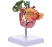 Modèle pathologique du pancréas de la vésicule biliaire du duodénum, modèle d'anatomie de la rate hépatobiliaire pancréatique humaine 1:1, outil d'enseignement médical du système digestif