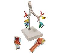 Modèle pédagogique, Anatomie du larynx, des bronches et poumons, anatomie humaine, modèle d'arbre trachéobronchique humain, présentation laryngoscope