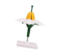 Modèle pédagogique botanique avec anatomie de fleur, modèle de fleur de | Aide à la structure en ABS autonome sur base pour cours de sciences en classe