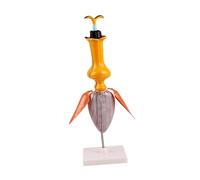 Modèle pédagogique botanique avec anatomie de fleur, modèle tournesol | Aide à la structure en ABS autonome sur base pour cours de sciences en classe