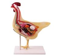 Modèle pédagogique d'anatomie de poulet en 4D, modèle anatomique de viscères de poulet détachables, modèle anatomique grandeur nature pour l'enseignement médical en biologie animale A