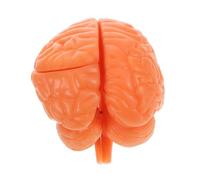 Modèle Pédagogique D'anatomie du Cerveau Humain, Démontable | Pvc, Structure Réaliste Haute Précision, Usage en Recherche et Étude en ouleur Café