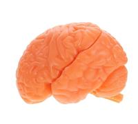Modèle Pédagogique D'anatomie Humaine du Cerveau, Démontable | PVC Couleur Café, Structure Cérébrale Réaliste, Haute Précision, pour Recherche Personnelle et Institutions