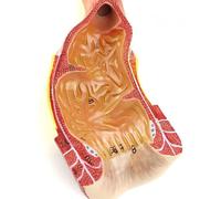 Modèle pédagogique d'anatomie Humaine Scientifique, modèle d'anatomie rectale Humaine, Chirurgie anorectale, Chirurgie générale, Formation des médecins, Outil pédagogique