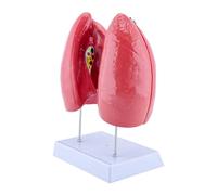 Modèle pédagogique de l'anatomie pulmonaire humaine anatomique humaine avec composants amovibles Anatomie et structure respiratoire
