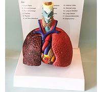 Modèle pédagogique, Modèle de larynx, cœur, poumon, système respiratoire humain, modèles médicaux gorge, modèle en PVC, soutien à l'éducation