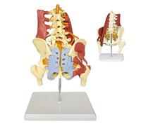 Modèle pelvien avec la Colonne Lombaire et Les Muscles nerveux Modèle Lombaire avec des Muscles, des nerfs et du Bassin Moyen du Pelvis de Vie