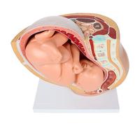 Modèle Pelvien De Grossesse Humaine,9e Mois De Développement Du F?Tus,Anatomie Du Modèle Du Placenta