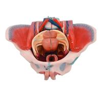 Modèle pelvien féminin, avec vaisseau sanguin et nerf, ligaments, muscles du sol et périnée, 4 parties détachables, pour démonstration d'anatomie et d'accouchement, enseignement