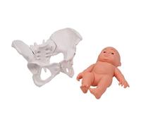 Modèle pelvien féminin humain avec bébé bassin féminin modèle squelette Aide à l'enseignement des sages-femmes pour l'éducation scientifique l'apprentissage des sages-femmes Bassin et aide bébé