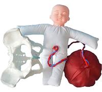 Modèle pelvien modèle bébé avec Placenta Bassin féminin Accouchement modèle Anatomique, Ensemble de démonstration de NAI