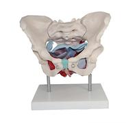 Modèle Pelvien, Muscles du Plancher Pelvien Femelle, Modèle D'anatomie avec des Pièces Amovibles Et Une Connexion Magnétique, pour L'exposition De Modèles D'organes Médicaux.
