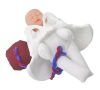 Modèle pelvien pour l'éducation à la naissance avec placenta amovible. Aide scolaire clinique permanente pour les cours de grossesse. Kit de bassin pour l'éducation à la santé communautaire