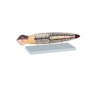 Modèle Planaire Modèle D'organisme Laboratoire Anatomie Biologique Scientifique - Matériel Pédagogique AnatomiqueAffichage Pédagogique Morphologie Et Structure For L'enseignement