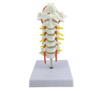 Modèle portable d ' anatomie de la colonne cervicale avec artères | Structures nerveuses en PVC de qualité médicale pour l ' éducation des étudiants en médecine et la formation