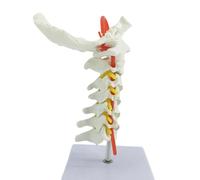 Modèle portable d ' anatomie de la colonne cervicale avec disques intervertébraux, réseaux neuronaux pour l ' enseignement en classe à l ' hôpital
