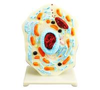 Modèle portable d'anatomie cellulaire pour mitochondries animales Centrioles Biologie Outil d'enseignement pour démonstration Biologie animale Science Anatomie pour étude
