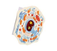 Modèle portable de cellule animale avec des pièces détaillées pour enseigner la structure cellulaire dans différents contextes Modèle convivial