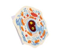 Modèle portable de cellule animale construite en ABS solide, A | Modèle éducatif de cellule animale multicolore pour la recherche en laboratoire et l'enseignement en classe