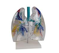Modèle poumons anatomiques montrant l'arbre bronchique Modèle d'anatomie poumons transparent pour l'enseignement médical Outil d'entraînement clinique