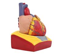 Modèle pour anatomie médicales numérotées anatomiquement Aide à l'enseignement Pratique Anatomie humaine humaine pour laboratoire enseignant hôpital