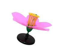 Modèle précis de simulation de fleur de pêcher - Outil d'apprentissage adapté pour l'éducation en biologie et les outils visuels