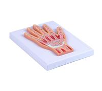 Modèle précis de structure d'articulation du poignet humain avec pièces amovibles pour l'enseignement clinique du modèle d'anatomie du poignet