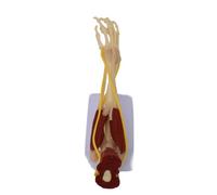 Modèle précis taille réelle articulaire, squelette, musculaire, nerfs, modèle idéal pour les exercices médicaux, l'école, les muscles anatomiques