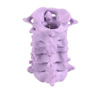 Modèle professionnel d'anatomie de la colonne cervicale à l'échelle 1:1 avec pièces détachables pour démonstration en salle de ormation clinique, modèle d'enseignement clinique